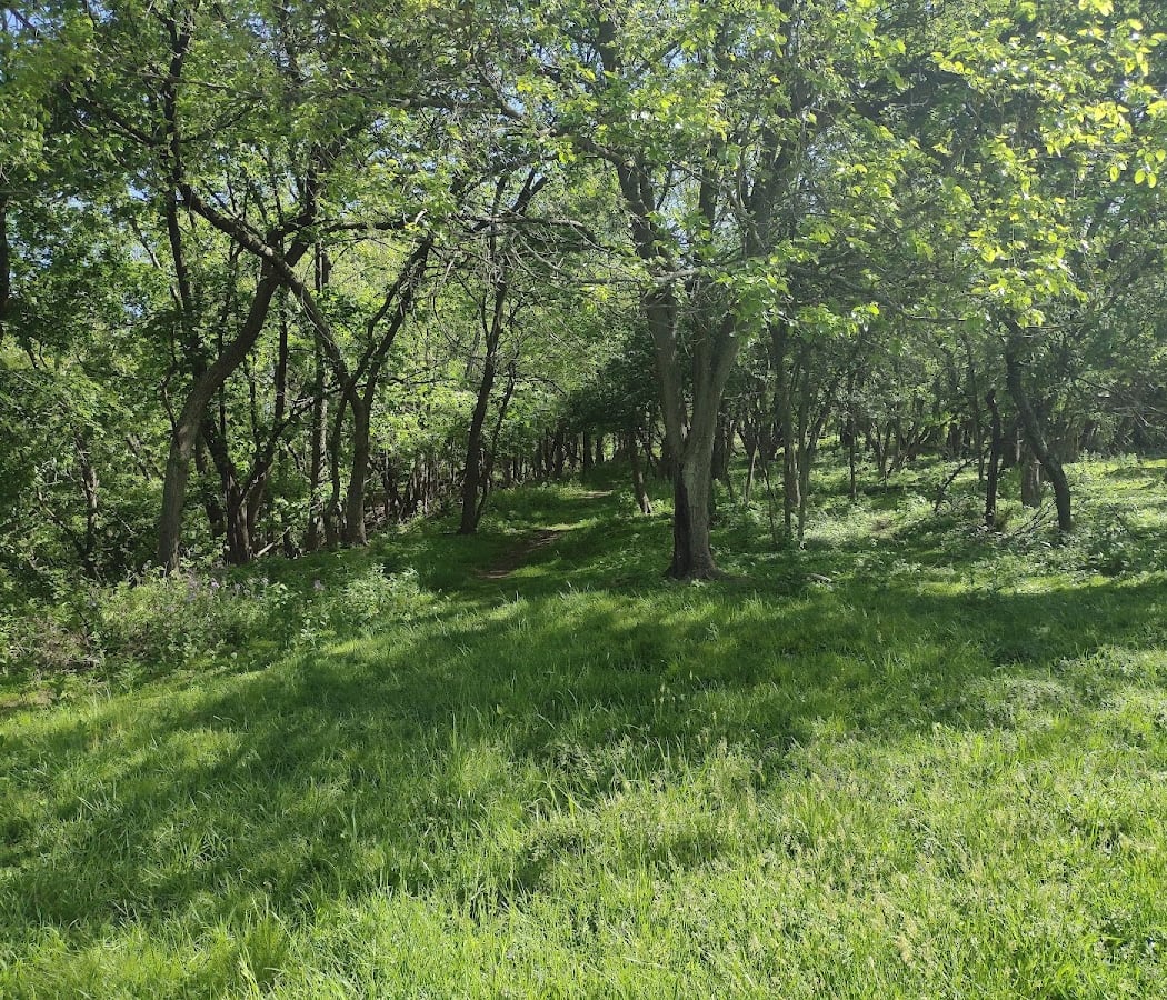 Introduction to Forest Bathing 1